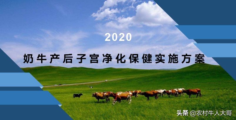 奶牛产后子宫净化保健实施方案ppT课件