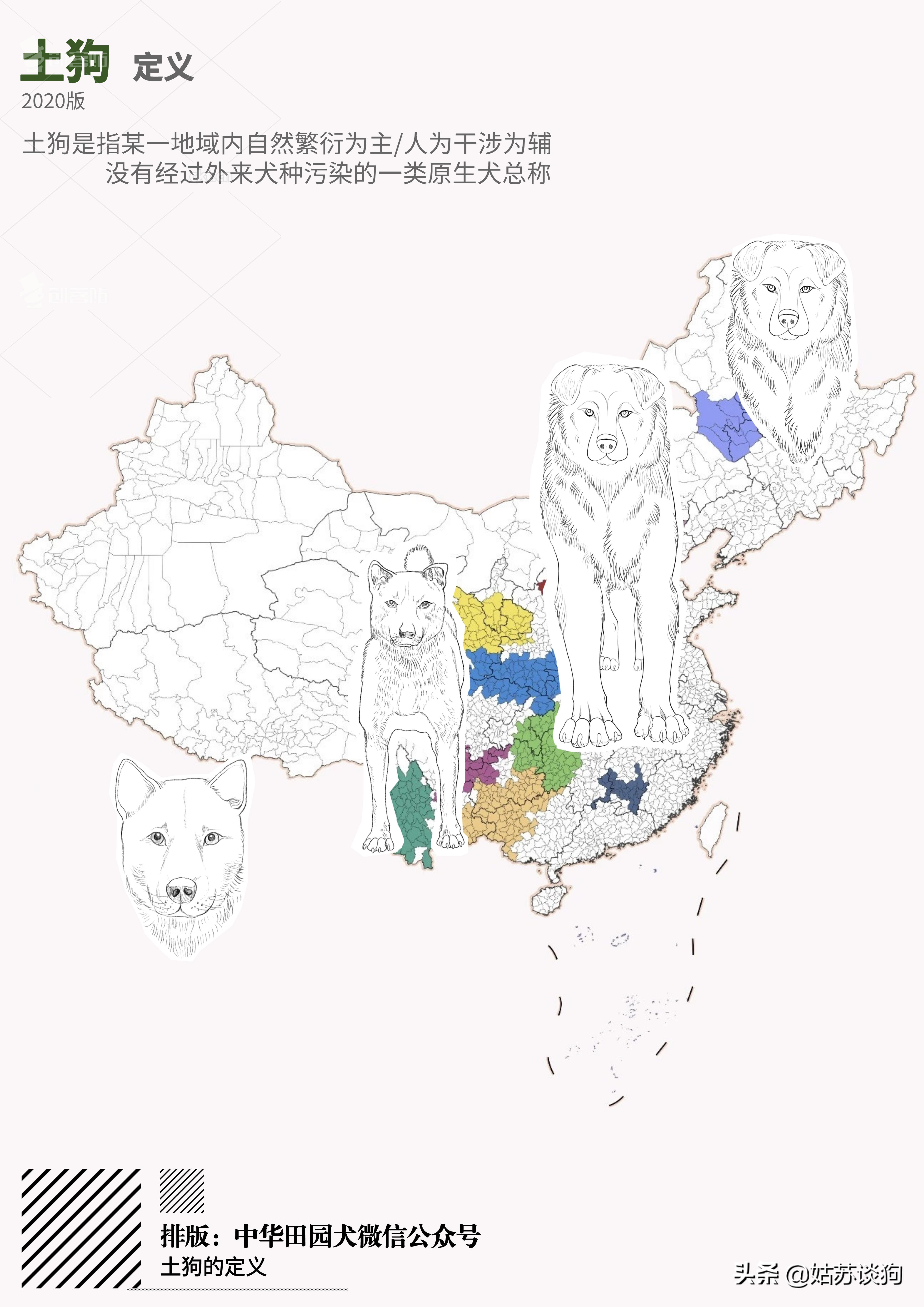 土狗毛多的好还是毛少好,农村土狗为什么越来越少