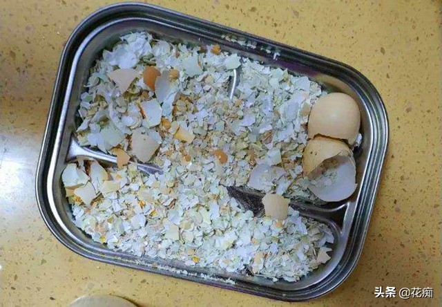 废弃鸡蛋壳的利用价值,鸡蛋壳变废为宝肥料