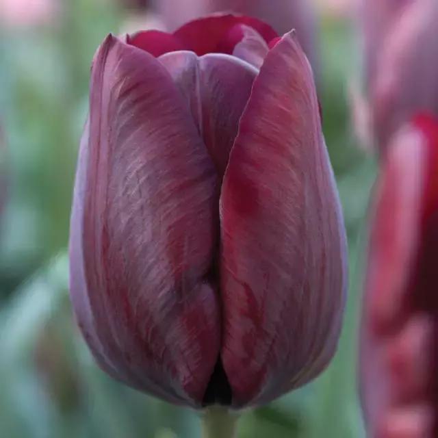 閮侀噾棣欑鐞冪殑鍏绘姢鏂规硶,姘村煿閮侀噾棣欏彂鑺藉悗鍏绘姢