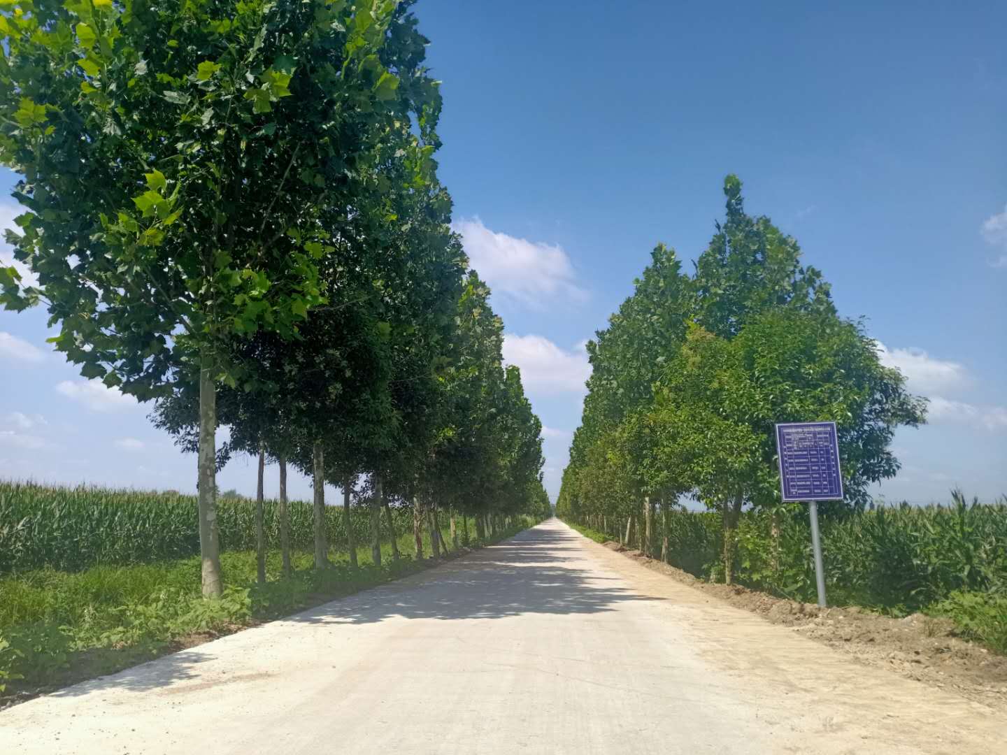 濉溪县南坪镇后备干部,濉溪县南坪镇财政所任书侠