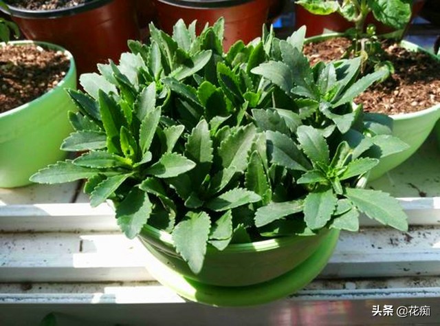 养心菜是不死菜吗,养心菜怎么养