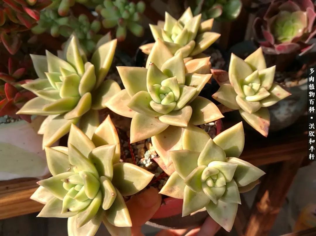 多肉的四季轮回,四季轮回多肉
