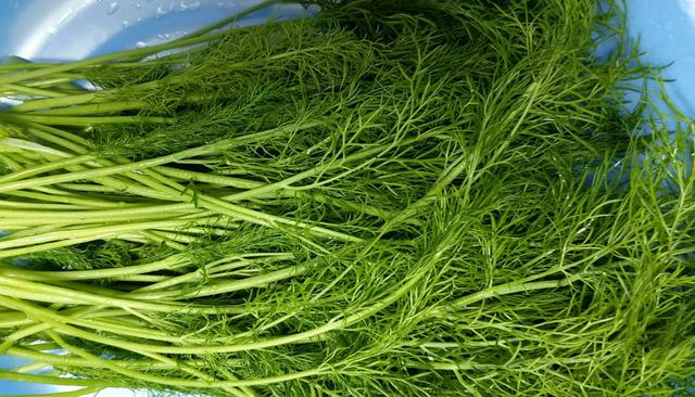 茴香简单又好吃的做法,茴香家常吃法