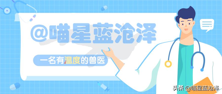 遇见受伤的猫是怎么处理的,发现流浪猫受伤了怎么办