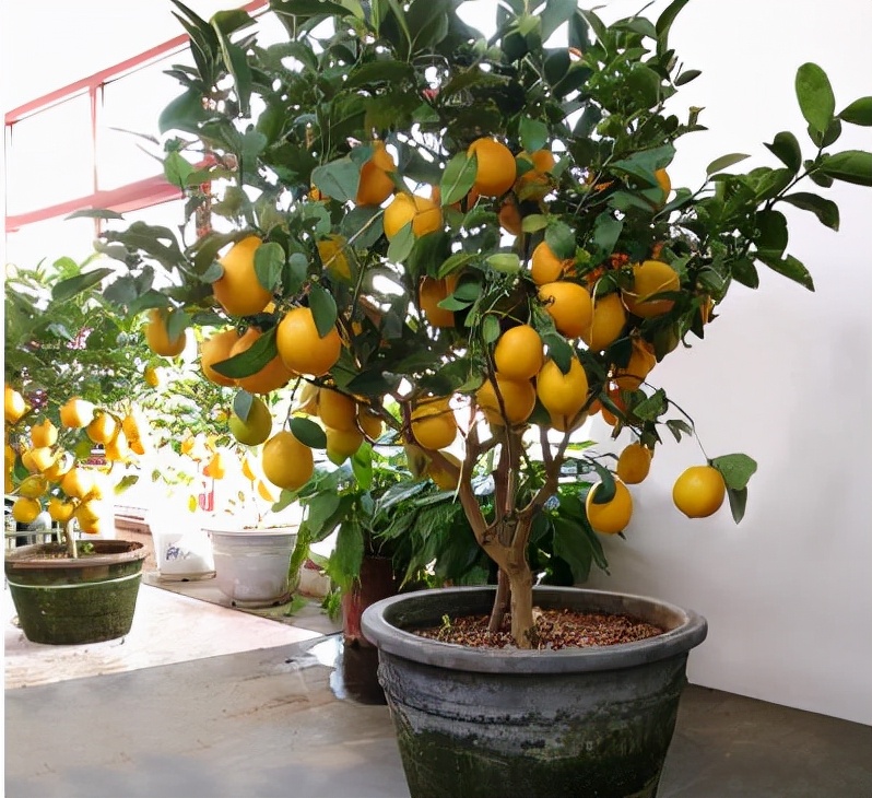 农村后院适合种啥树,家里种哪五种树可以旺家多子多福