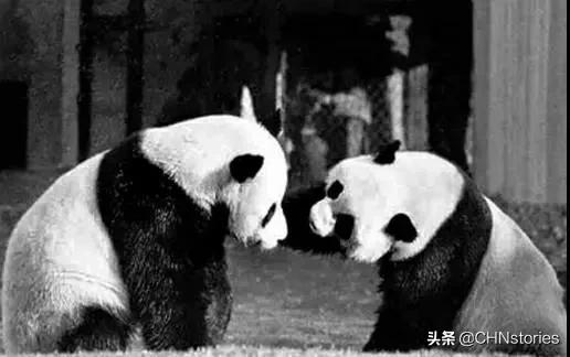 熊猫贝贝回国后的生活,和平大使熊猫