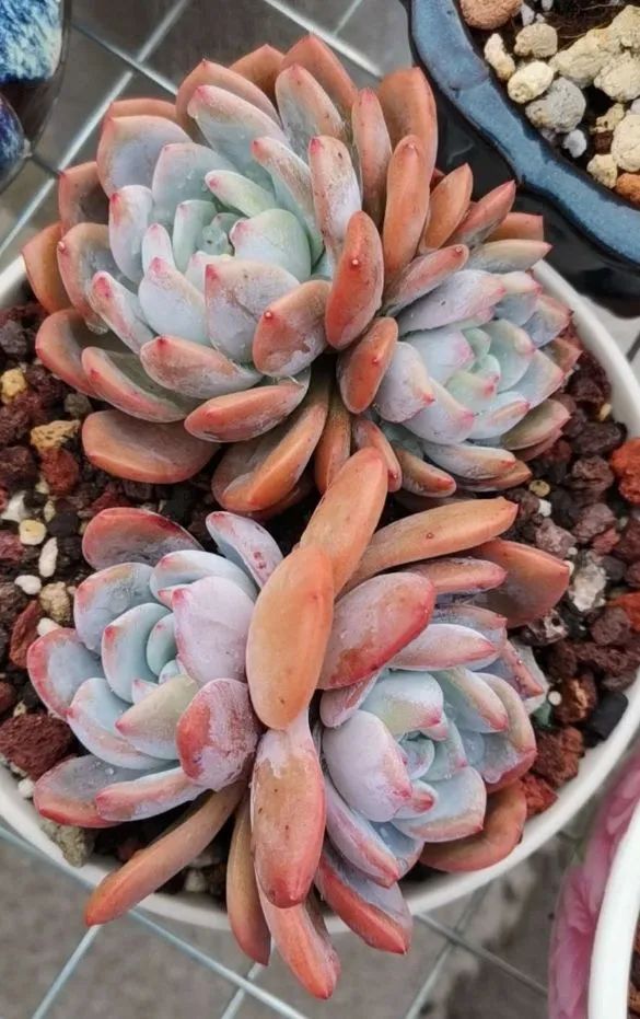 养多肉植物修身养性,多肉的习性和日常养护方法