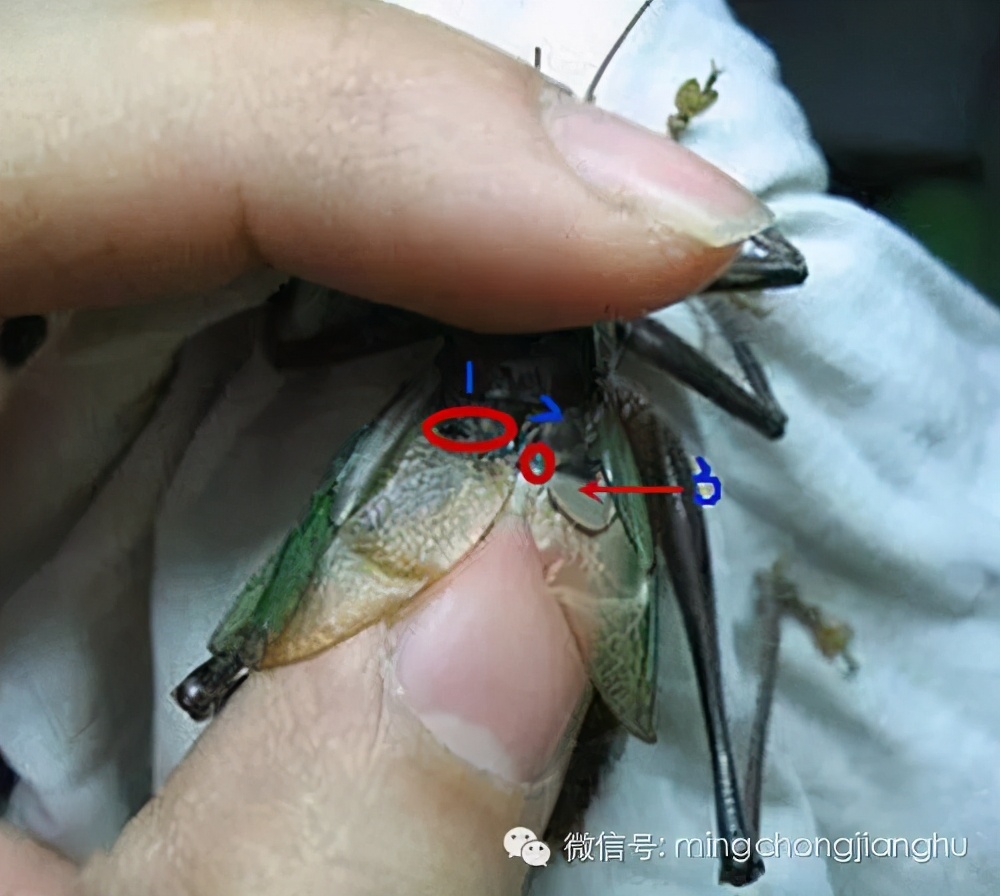 冬蝈蝈怎么挑选,介绍蝈蝈的说明方法