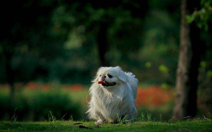 为什么京巴越养越少了,京巴为啥很少有人养