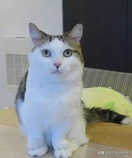 猫猫为什么喜欢躲在暗处扑人,猫猫为什么把爪子藏起来