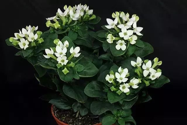 50种鲜切花花语,每个花艺师都要知道