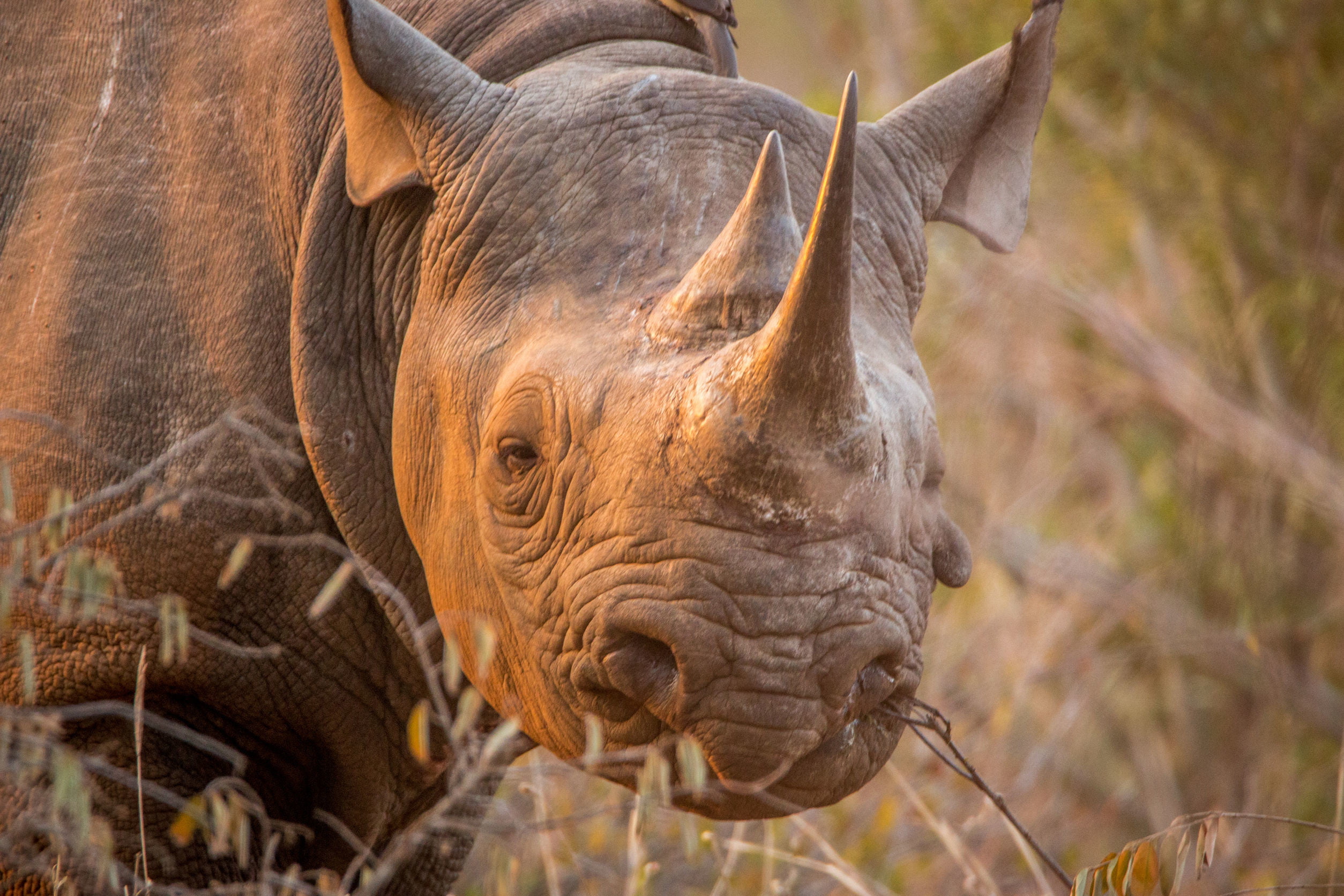 犀牛角之殇：一旦和壮阳扯上关系，物种离灭绝就不远了