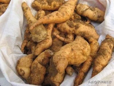 野生地黄跟种植地黄药效差别多大,地黄种植的功效