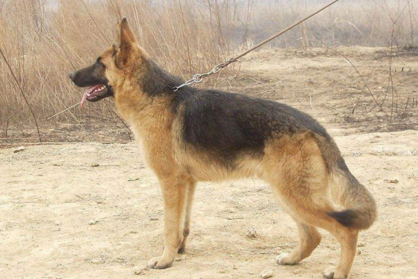 金毛与拉布拉多谁是更好的导盲犬,拉布拉多金毛导盲犬