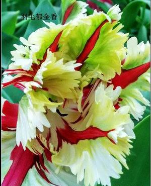 郁金香花之女王,素有花之女王之称的郁金香