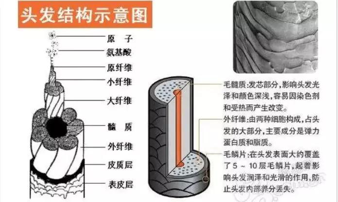 你的头发为什么会崩掉,头发干枯分叉怎么修复