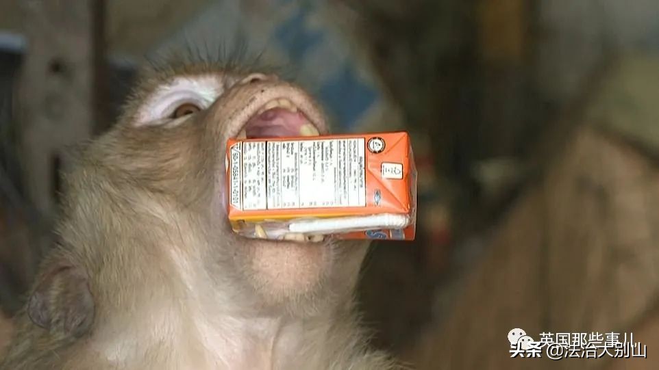 泰国疫情猴子,泰国猴子抗击疫情视频