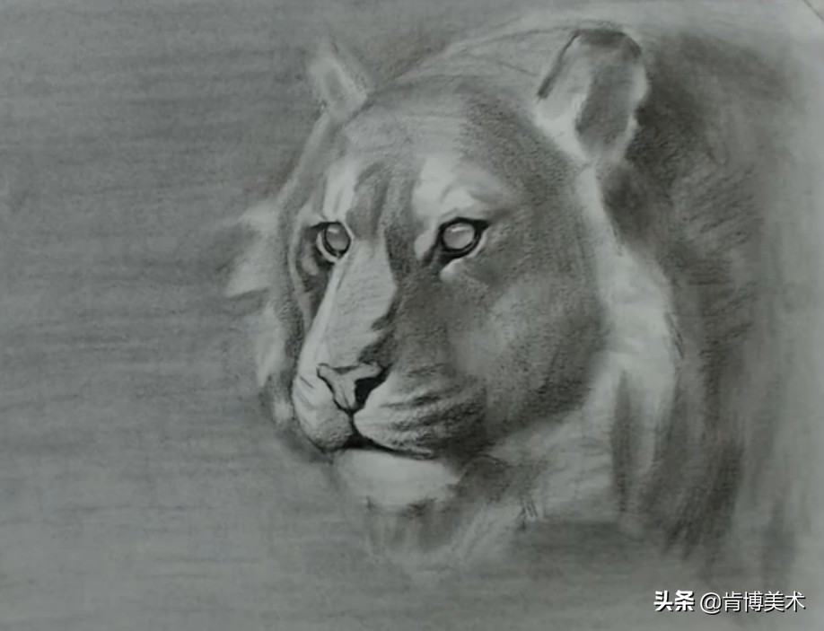 怎么画老虎素描新手,画素描老虎的步骤与方法