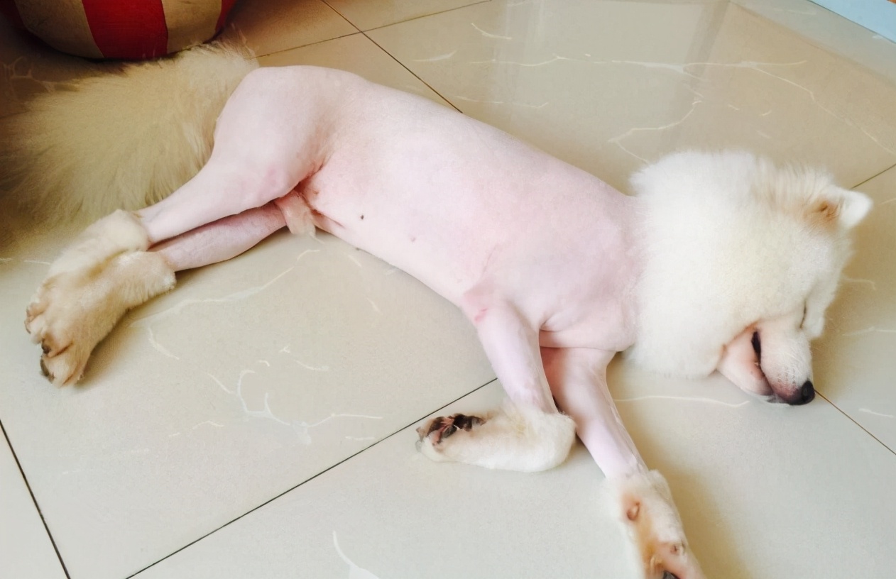 狗狗中暑的急救方法,狗狗中暑和解救方法