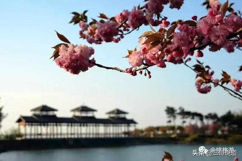 浙江看日本樱花最佳地方,浙江赏樱花最佳地排行榜
