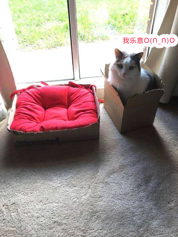 猫咪不爱进屋里该怎么办,猫窝我买回来猫咪不肯进怎么办