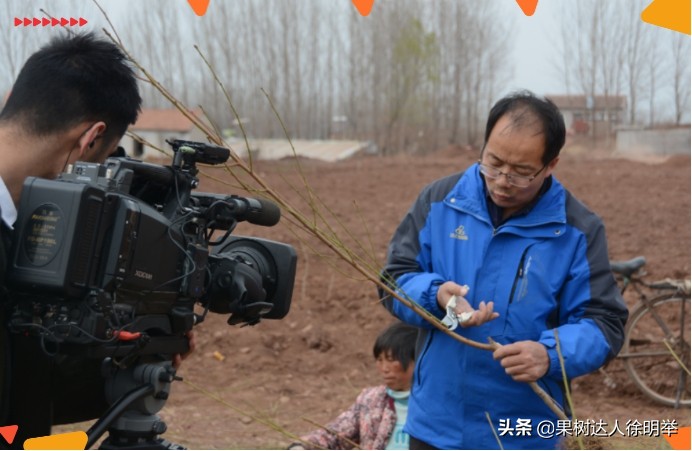桃树栽植技术与管理,桃树起垄栽植的好处