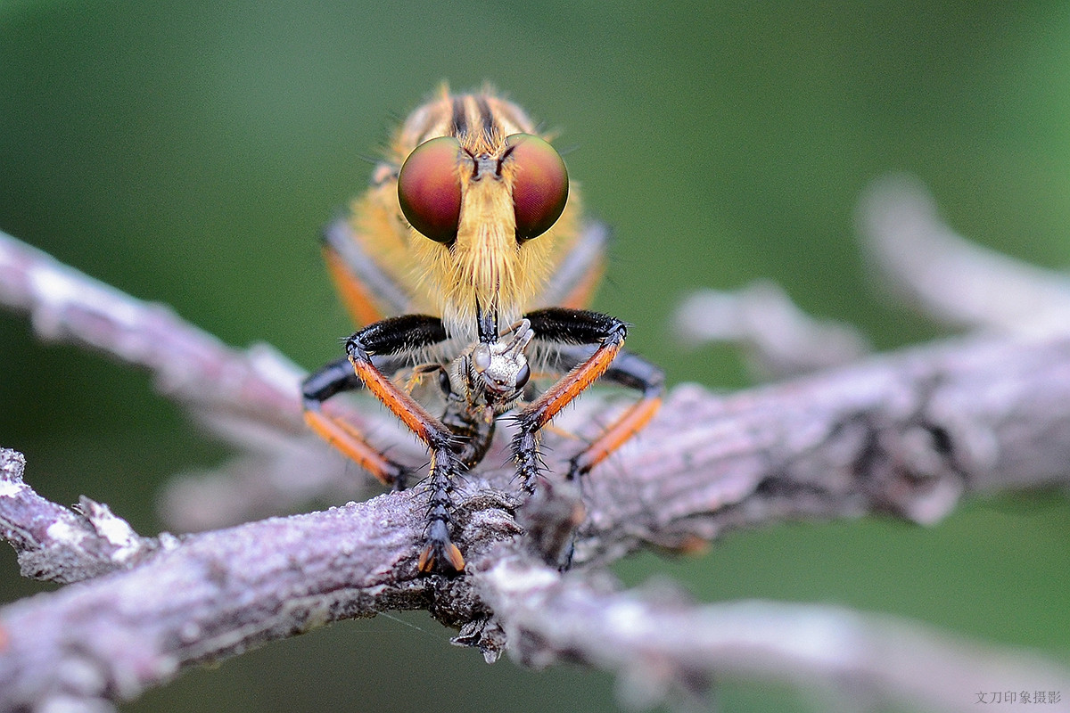 看着像苍蝇但是尾巴比苍蝇长,看着像苍蝇的小飞虫是什么