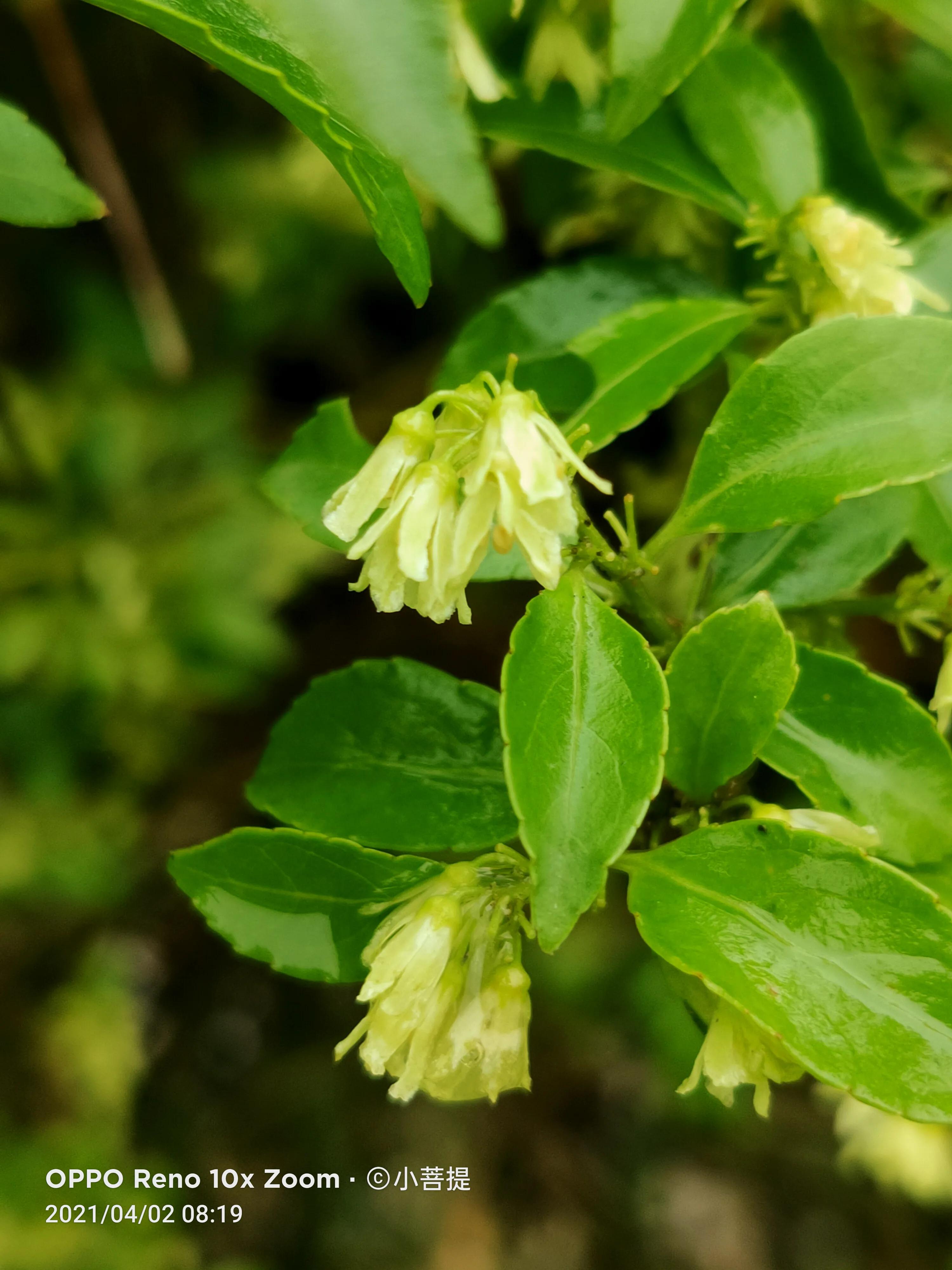 清明时节开花的花草有哪些,早春时节各种植物的样子