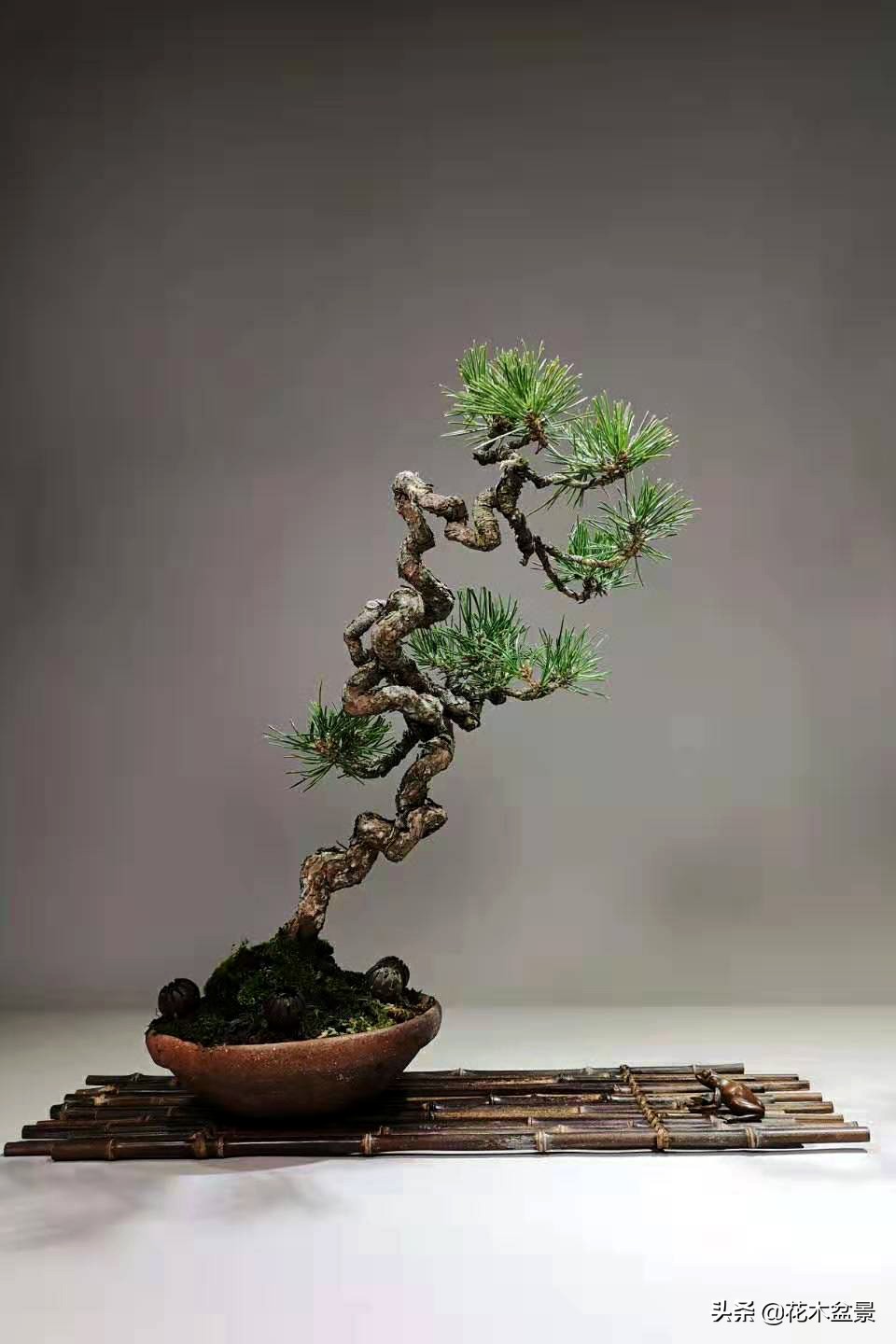 文人树盆景，宣泄一种情绪，吐露一种幽愤