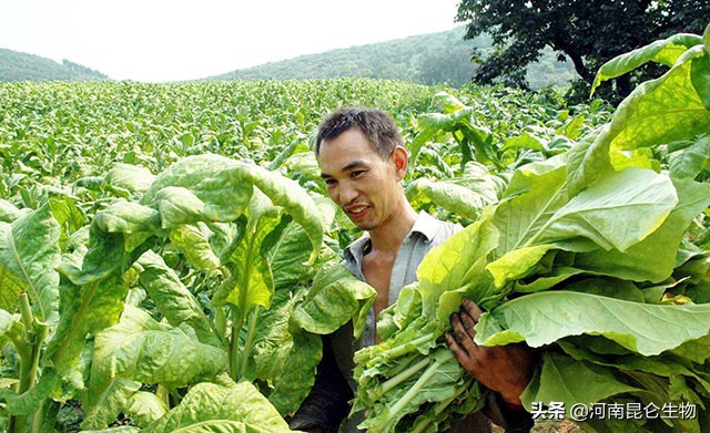 烤烟漂浮育苗烂根的原因,烤烟烂根病是咋回事