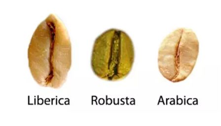 城市调性ᅵ经常喝星巴克,你关注过它背后怎么折腾咖啡豆的吗?