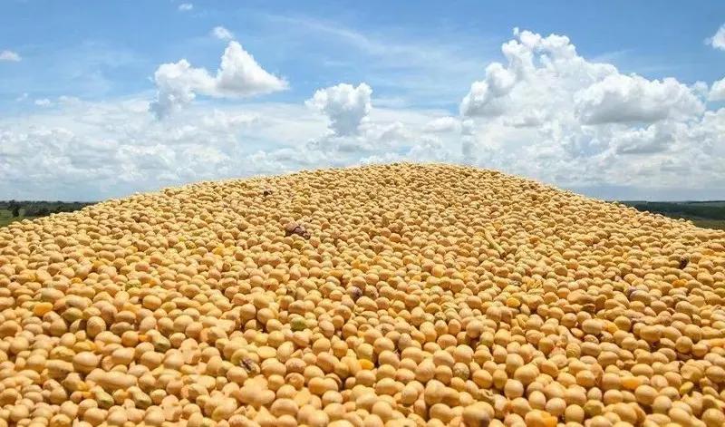 海伦市东北大豆,东北盛天浩大豆