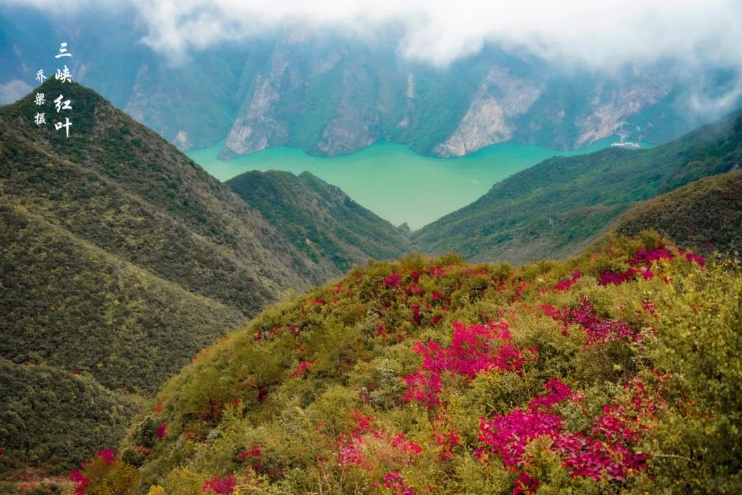 巫山红叶全攻略,巫山红叶2020