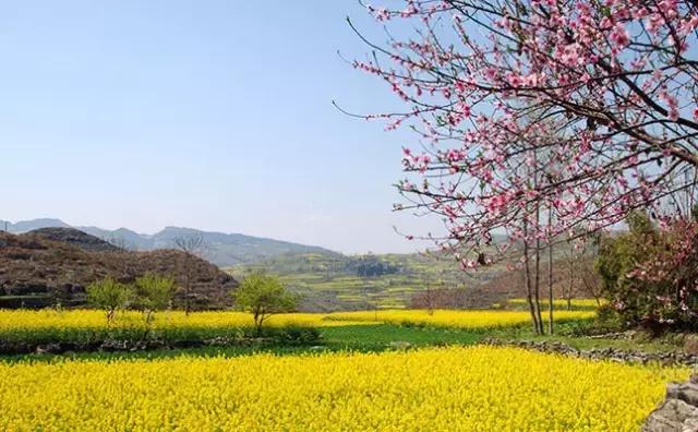 天津静海油菜花景点在哪里,天津油菜花旅游最佳路线图