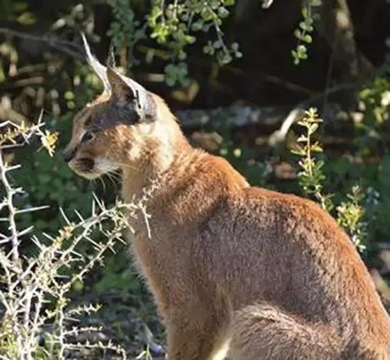 盘点一下世界上最昂贵的宠物,世界上十种最贵的宠物
