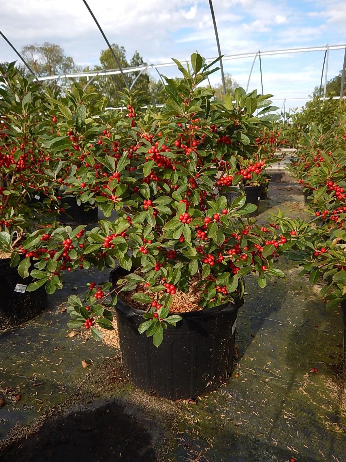 舍不得买鲜花,北美冬青如何组合盆栽