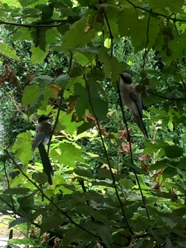 家里来灰喜鹊好吗,灰喜鹊什么季节出现