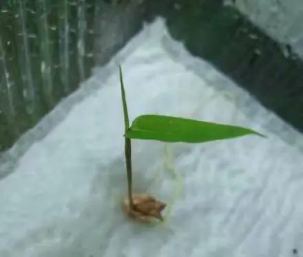 竹子开花，百年难遇的奇闻怪事，生命的最后绽放