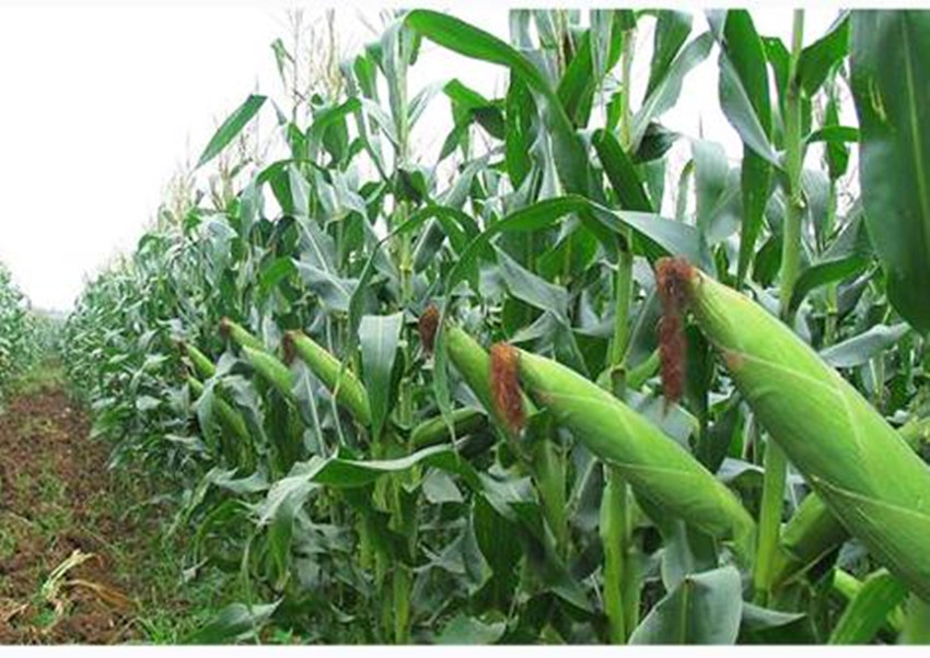 比西瓜还甜的水果,比糖还甜的西瓜