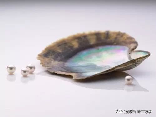 珍珠的贝壳妈妈,珍珠的妈妈叫什么