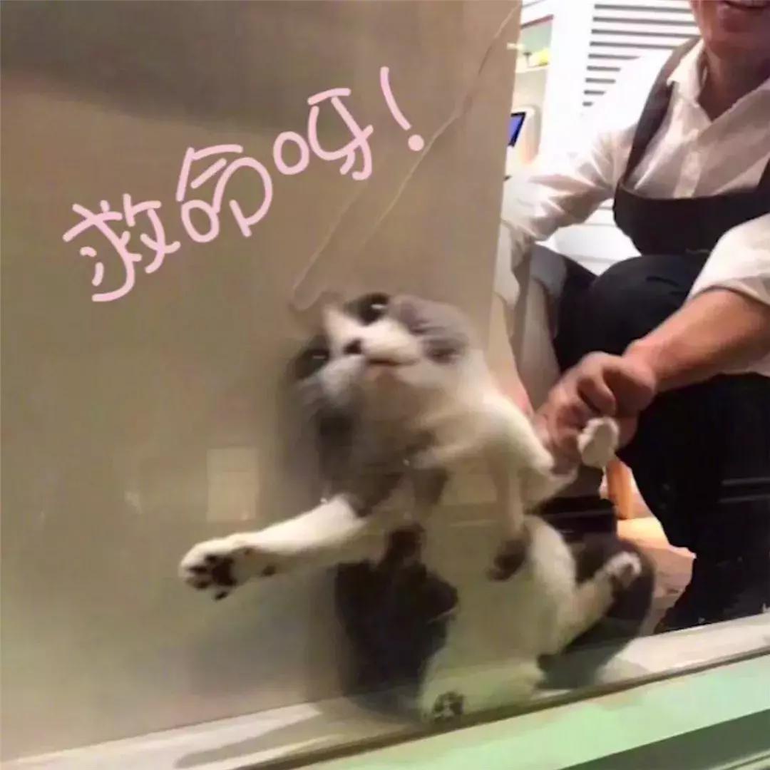 猫咪为了躲主人跑笼子,猫咪为食物躲在角落瑟瑟发抖