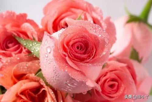 教师节送什么颜色的鲜花,教师节送花送什么颜色好