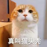 猫咪脚上突然斑秃掉毛是怎么回事,猫咪头顶掉毛但是无结痂是猫癣吗