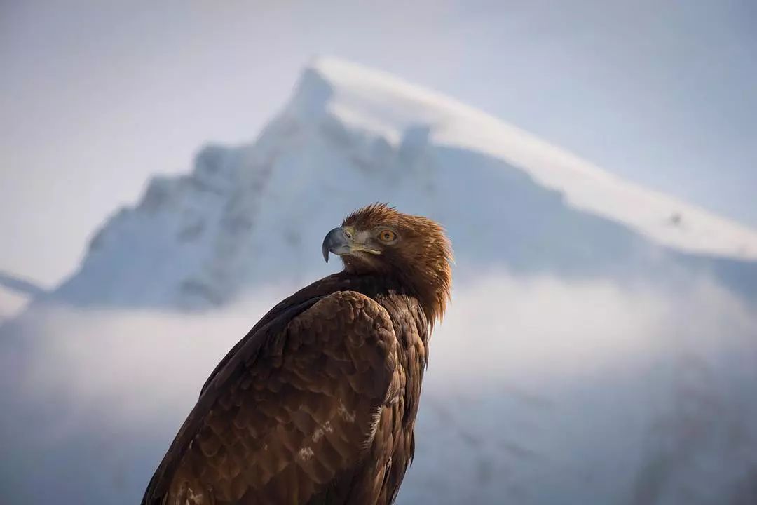 记录中国各种珍稀动物的纪录片,20分钟大自然动物世界纪录片