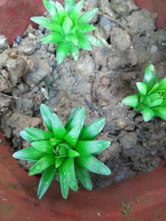 香水百合哪一个种类最漂亮又好养,香水百合怎么养能让香味更足