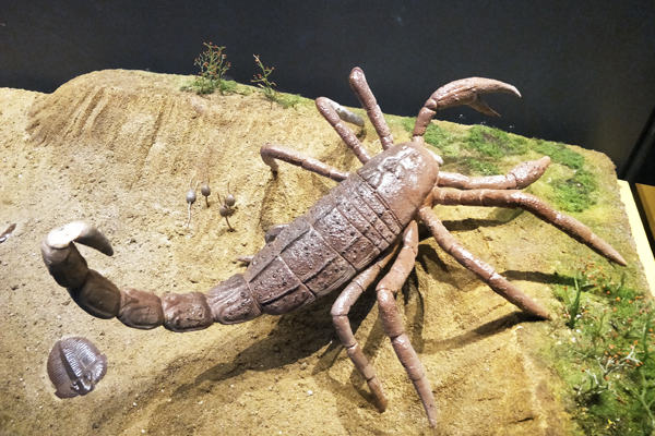 奇特动物的尾巴,动物的尾巴有什么用