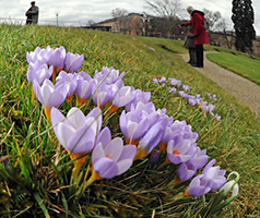 藏红花种球四季种植室内阳台花卉,阳台盆栽藏红花的配土