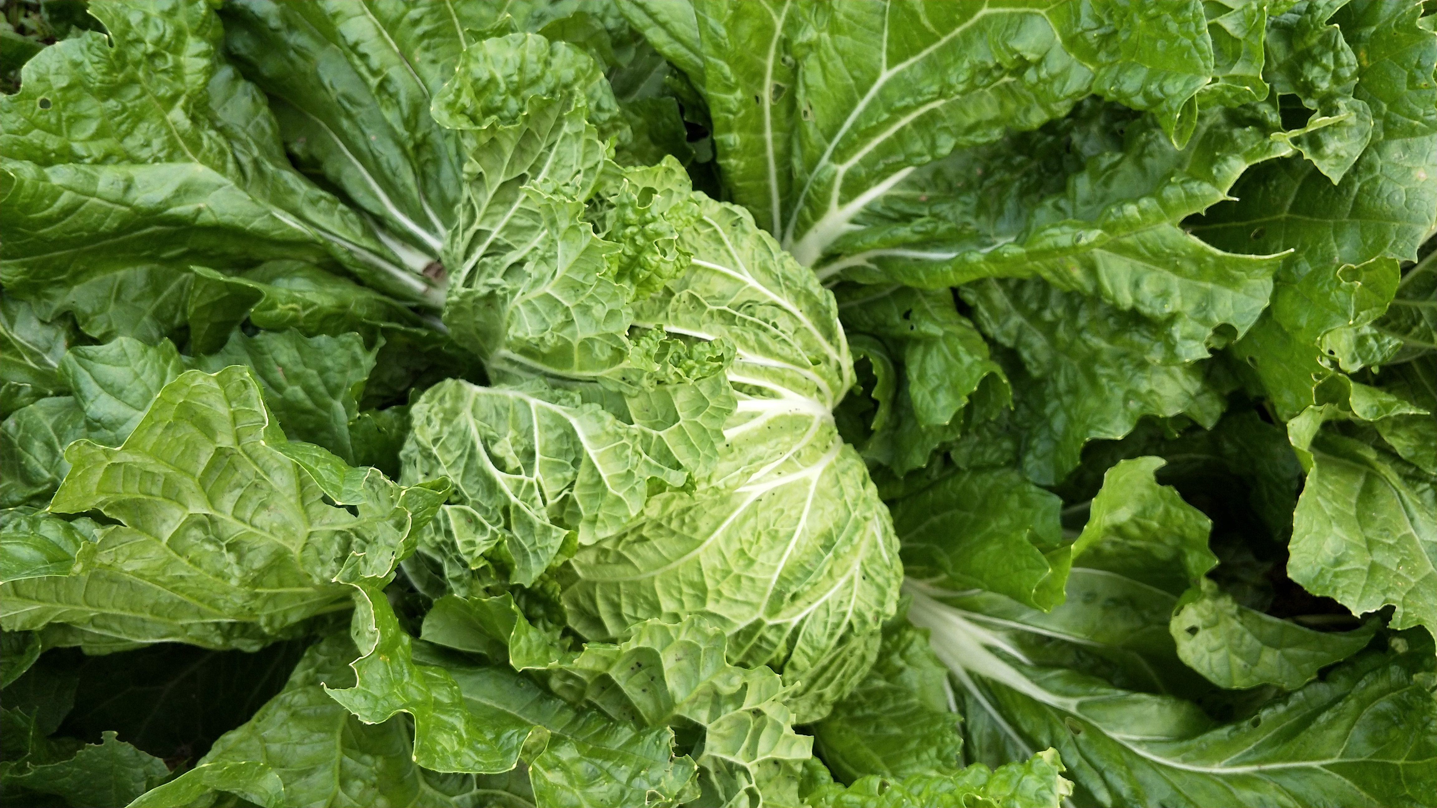 白菜干叶是什么病如何处理,白菜烂心烧心用什么肥料最佳