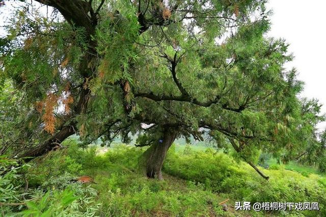 农民挖出古墓毁坏尸体,黄忠的墓被挖出来的视频